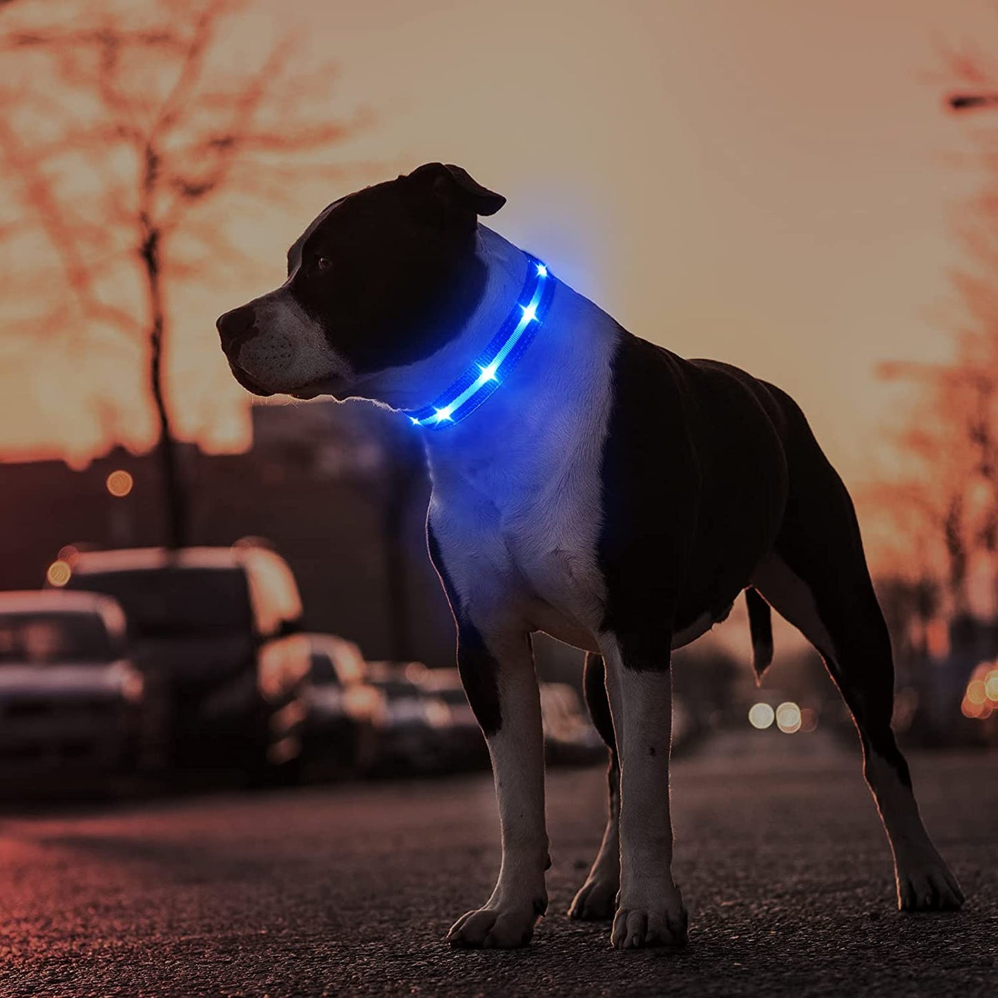 NightGlow Rechargeable LED Dog Collar"