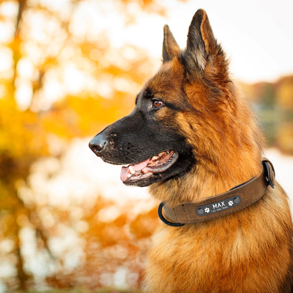 Pup-Grade Leather Collar