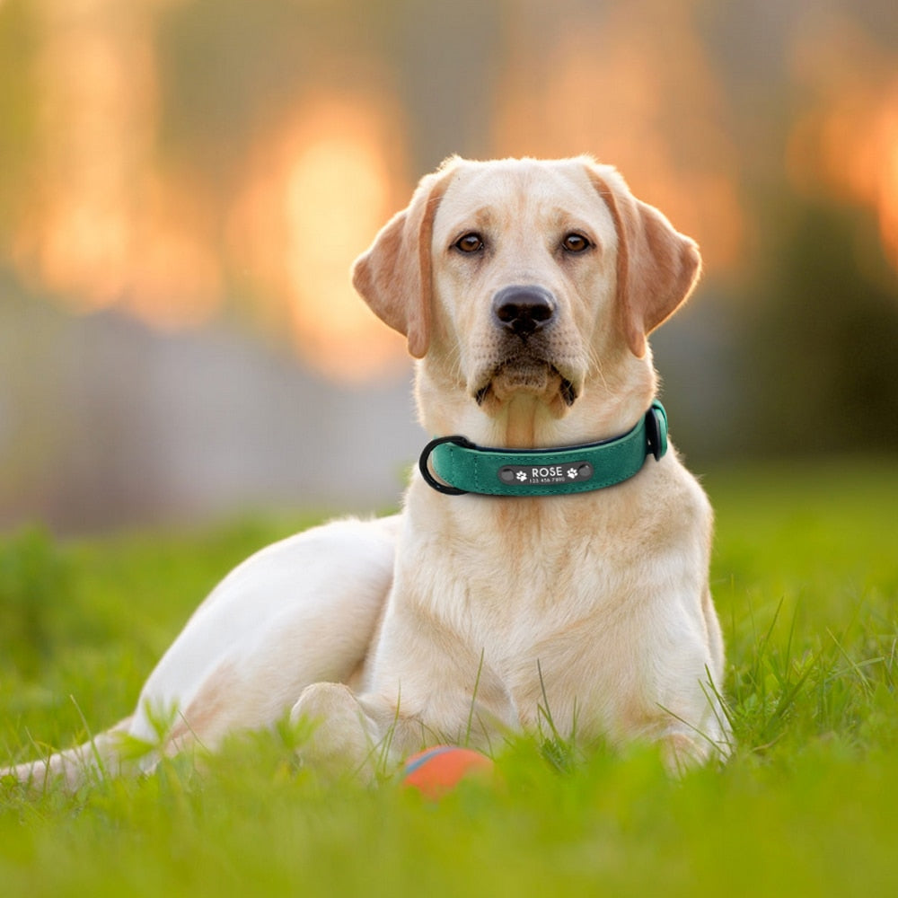 Pup-Grade Leather Collar