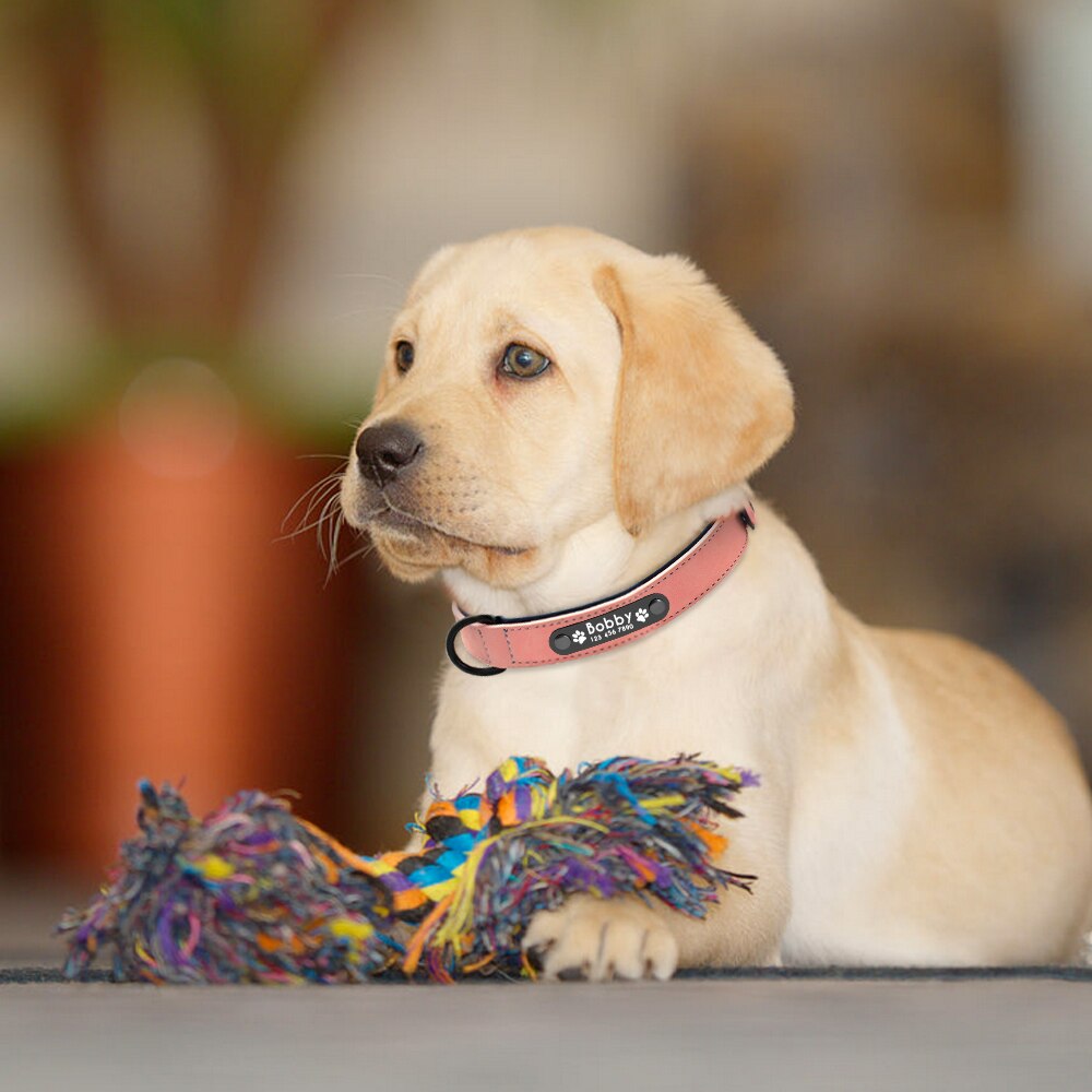 Pup-Grade Leather Collar