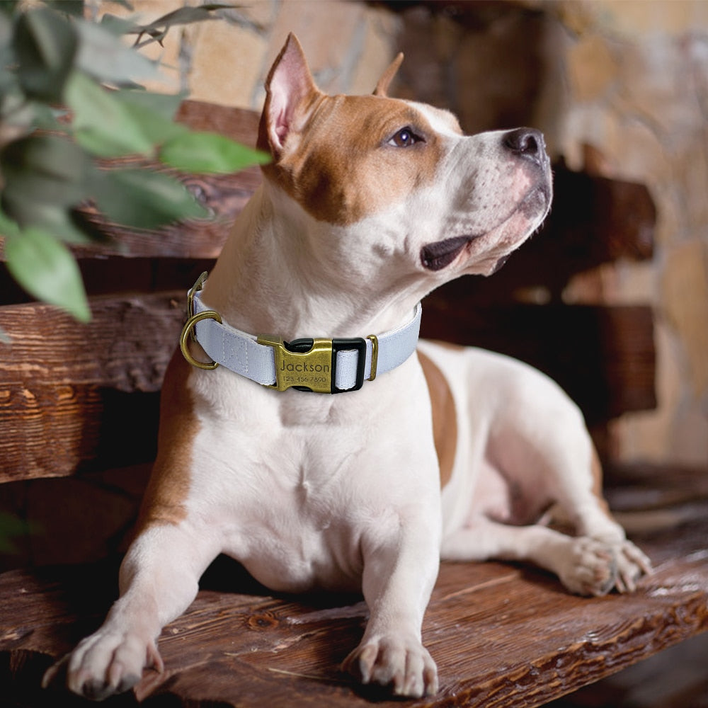 Dyna Premium Personalised Dog Collar